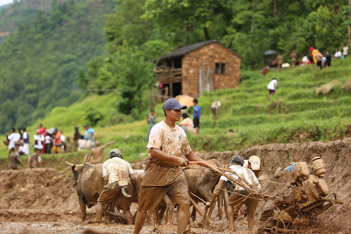 Dhan Ropai in Nepal